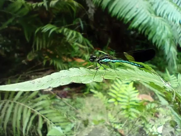 Biodiversity Walk - Image 4