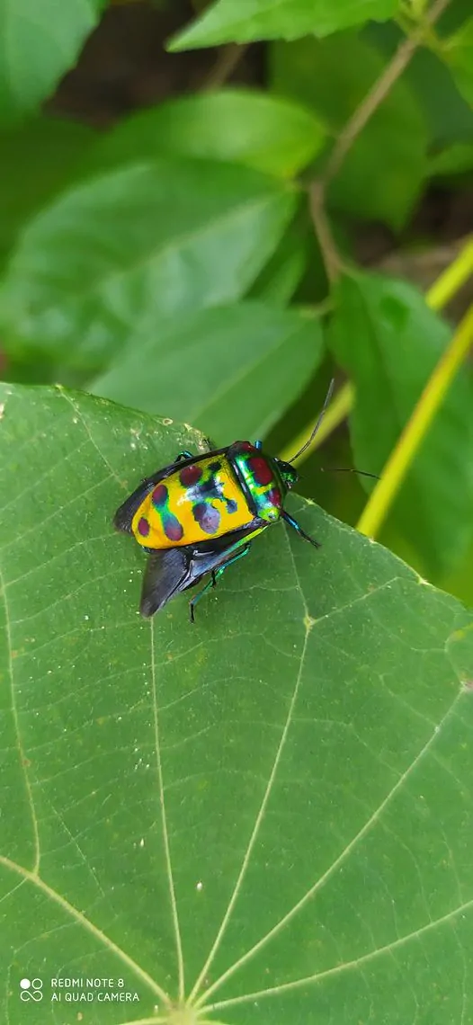 Biodiversity Walk - Image 12